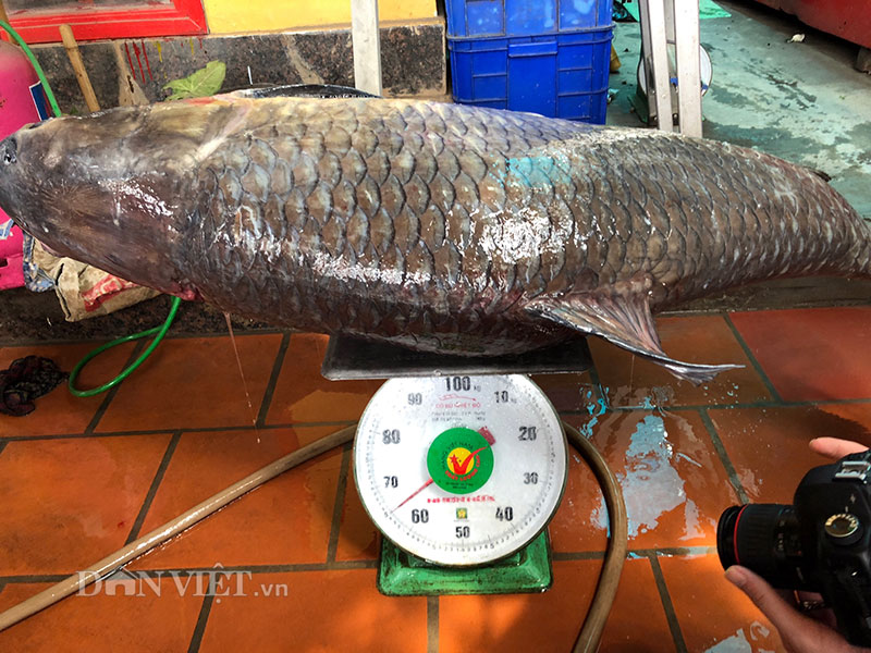 Cá trắm đen lớn nhất Việt Nam: Bạn có tin cá trắm đen lớn nhất Việt Nam có thể nặng tới 250 kg và dài đến 2,5 mét không? Hãy xem hình ảnh và khám phá con quái vật đầy bí ẩn này!