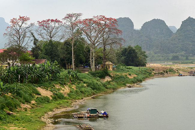 anh: xao xuyen mua hoa gao no do ruc cac mien que hinh anh 1