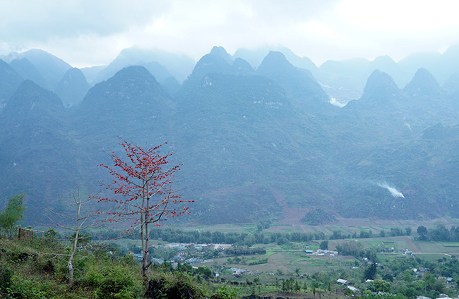 anh: xao xuyen mua hoa gao no do ruc cac mien que hinh anh 4