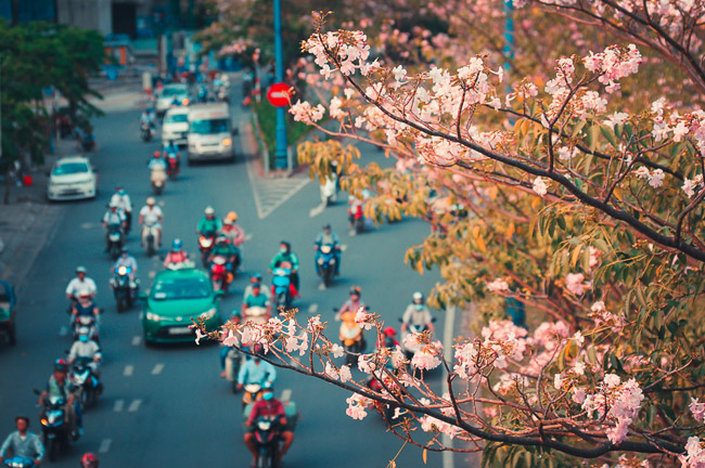 Không ngờ giữa Sài Gòn lại có những con đường hoa đẹp đến thế này!