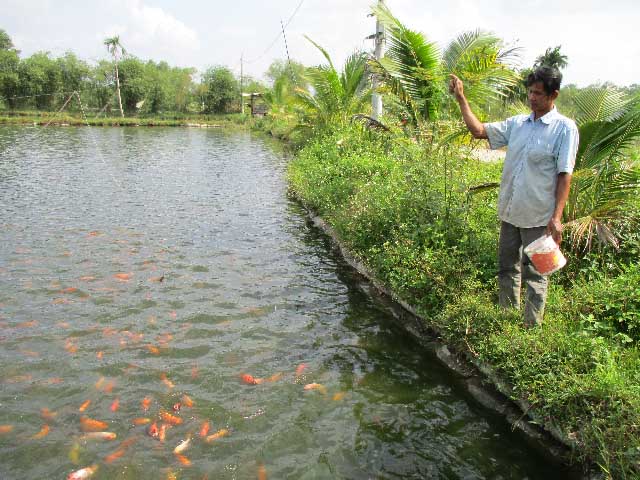 Núi Thành ứng dụng công nghệ nuôi thủy sản