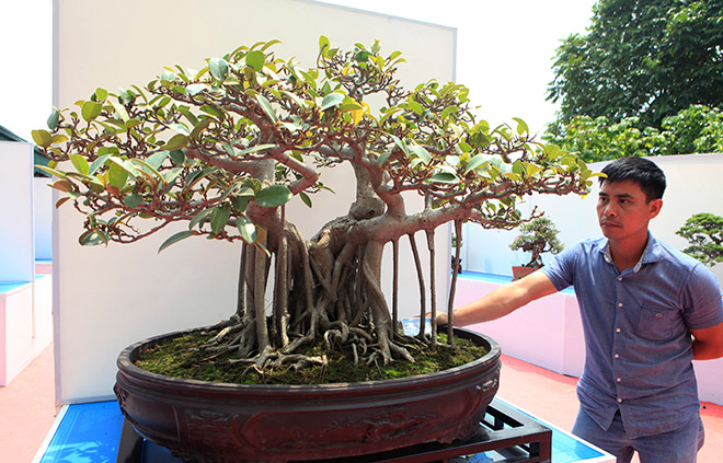 Chiêm ngưỡng dàn bonsai đẹp kiệt xuất trên đất Yên Tử - Gia Sư ...