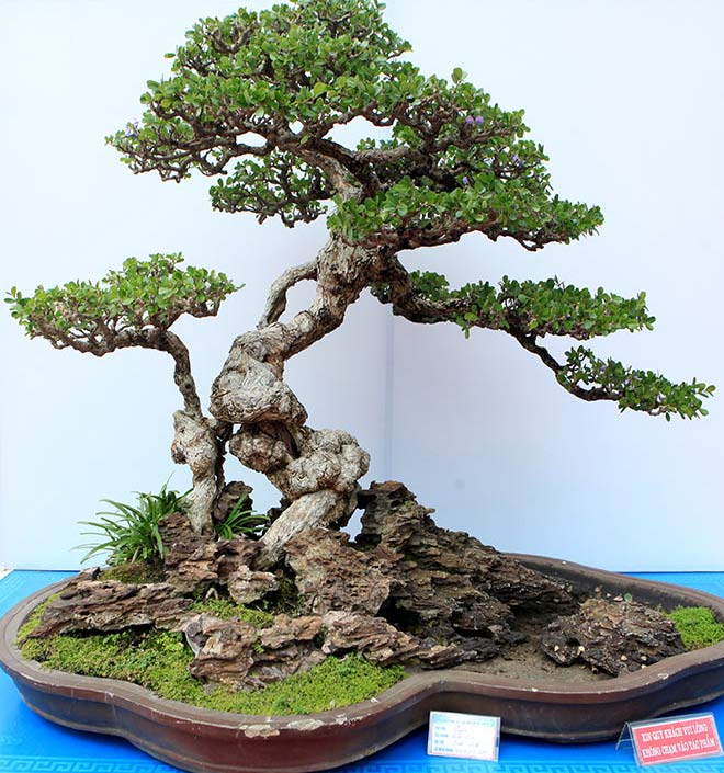 Bonsai là gì Các thế cây bonsai đẹp độc đáo nghệ thuật  METAvn