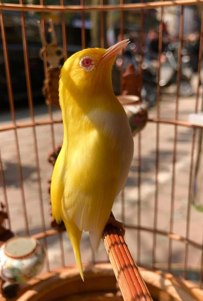 Ông Vua chim màu lần đầu chia sẻ về độc nhất Rẻ quạt – Chim Cảnh Việt