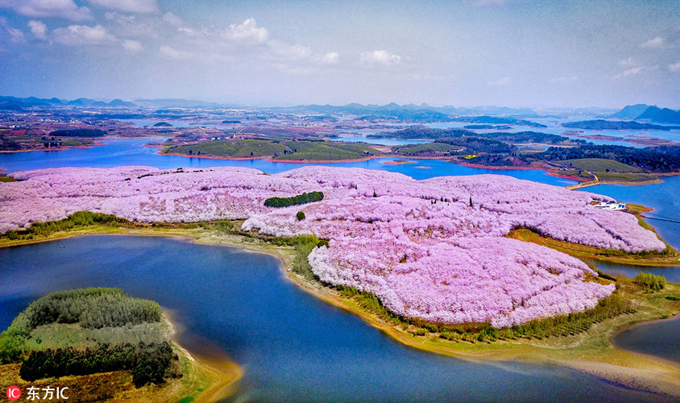 Đẹp nao lòng hòn đảo hoa anh đào ở Trung Quốc