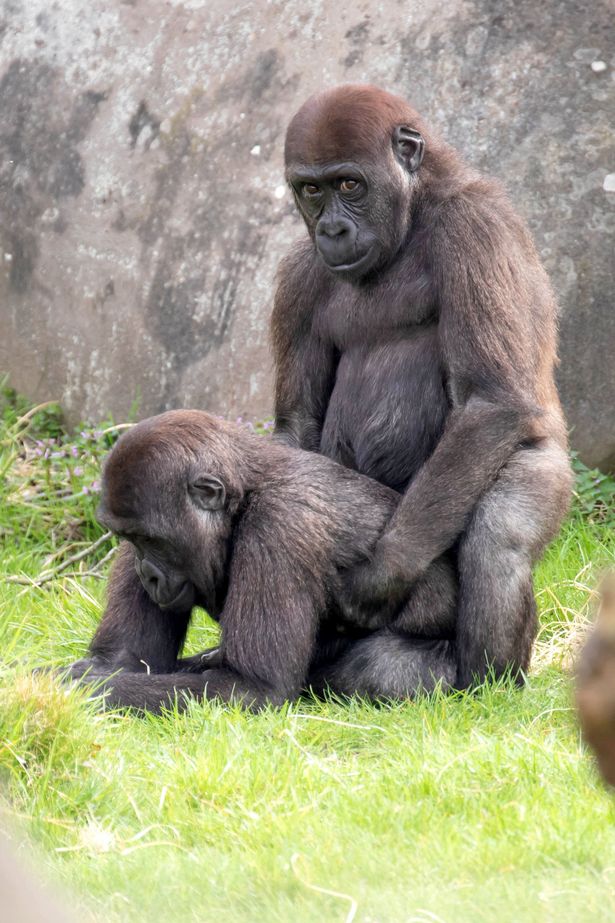 Hành động nhạy cảm của khỉ đột luôn khiến người ta có sự quan tâm đặc biệt. Cùng chiêm ngưỡng hình ảnh xúc động này để có thể cảm nhận sự thông minh và tinh tế của loài động vật này.