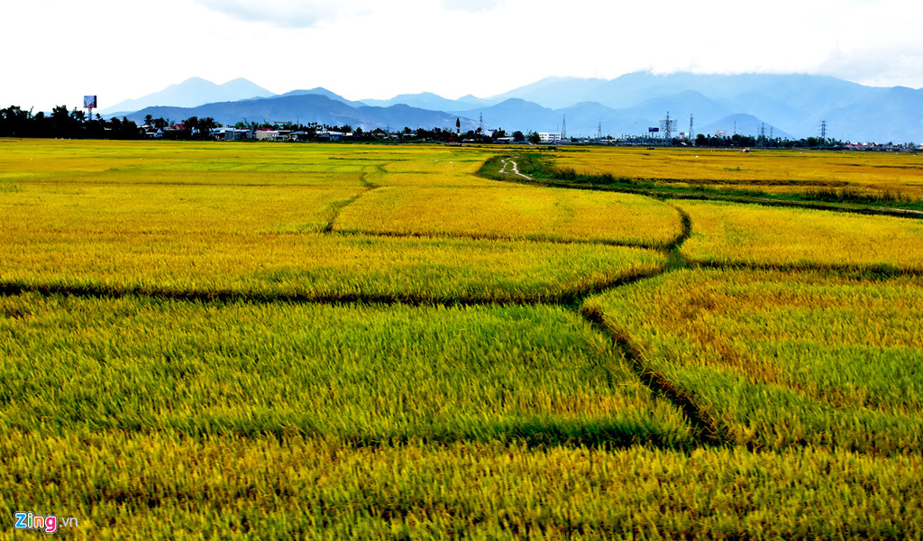 Vùng biển lúa vàng là nơi trải nghiệm thiên nhiên tuyệt đẹp với những cảnh quan đặc biệt. Hãy thưởng thức hình ảnh để cảm nhận rõ hơn vẻ đẹp của vùng đất này.