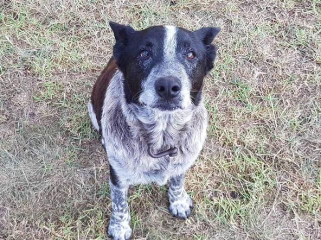 Úc: Vừa mù vừa điếc, chú chó này vẫn cứu được cô chủ 3 tuổi lạc rừng
