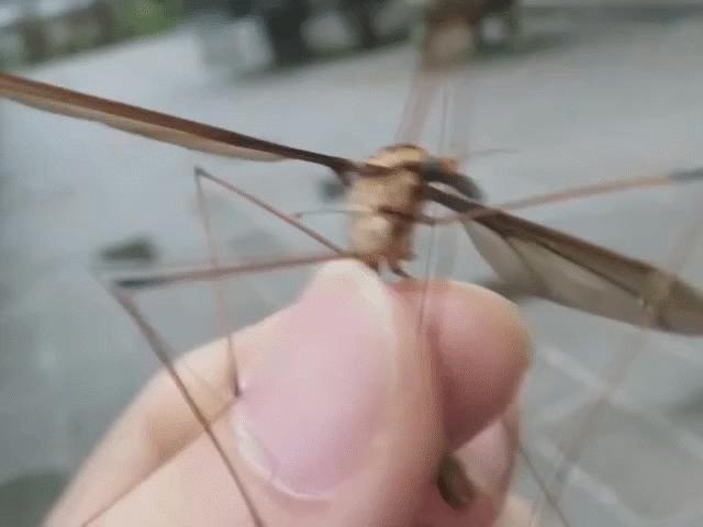 Khiếp sợ muỗi ”quái vật” to bằng bàn tay ở Trung Quốc