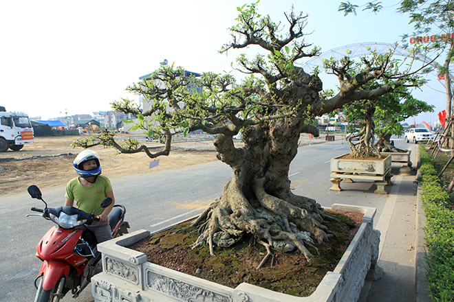 Nhiều cây sung dáng kỳ quái, giá bạc tỷ xuất hiện ở Hà Nội