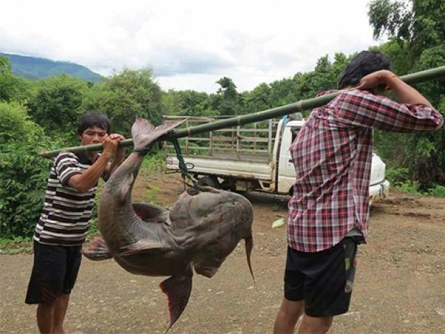 'Quái ngư' sông Đà và những cuộc 'vật lộn' ly kỳ giữa người và cá