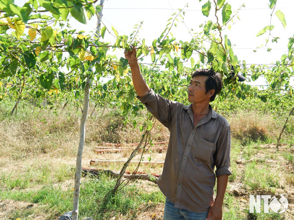 Tổng hợp 27 bài viết cách làm giàn hoa thiên lý mới nhất  lagroupeduvn