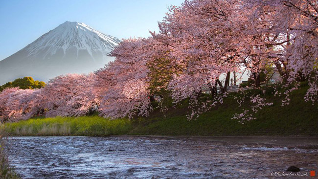 70 Hình ảnh hoa anh đào đẹp nhất Nhật Bản cho điện thoại PC