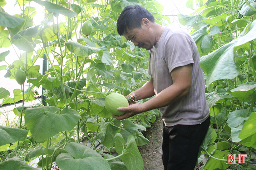 Hội thảo mô hình trồng dưa kim hoàng hậu