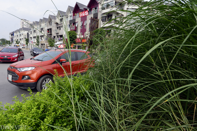 anh: co moc um tum bien nga tu o ha noi thanh 