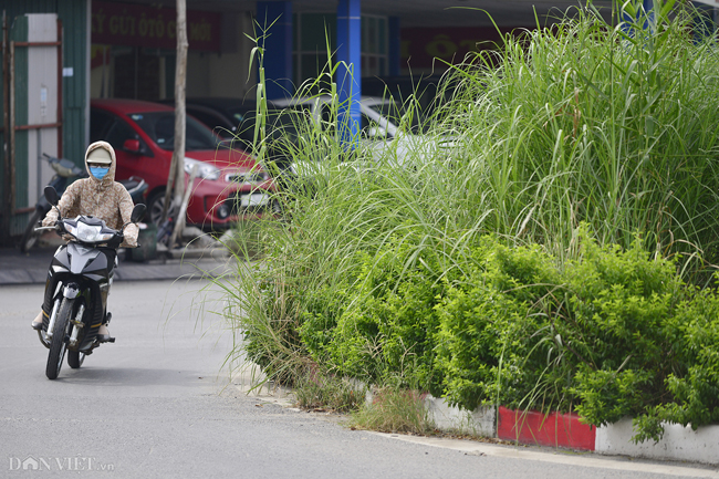 anh: co moc um tum bien nga tu o ha noi thanh 