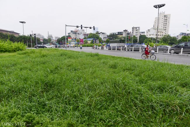 anh: co moc um tum bien nga tu o ha noi thanh 