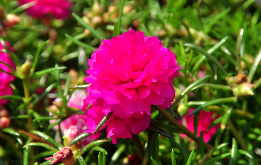 Hãy đắm mình trong sắc hoa mười giờ đích thực, với mùi thơm ngát và nét đẹp tuyệt vời. Hình ảnh này sẽ khiến bạn thích thú và muốn tìm hiểu thêm về loại hoa này.