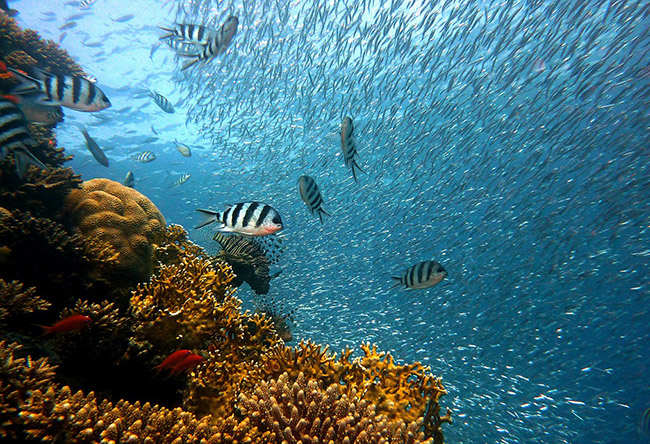 cat ba sanh vai cung maldives, jeju trong top nhung hon dao thien duong tai chau a hinh anh 11