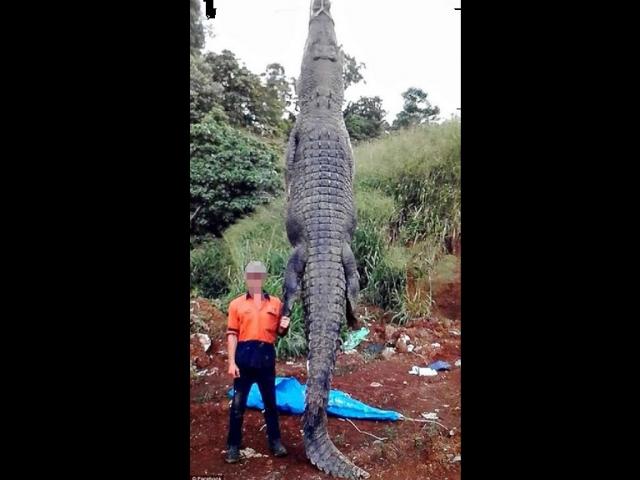Bắt được cá sấu “quái vật” khổng lồ ở Australia