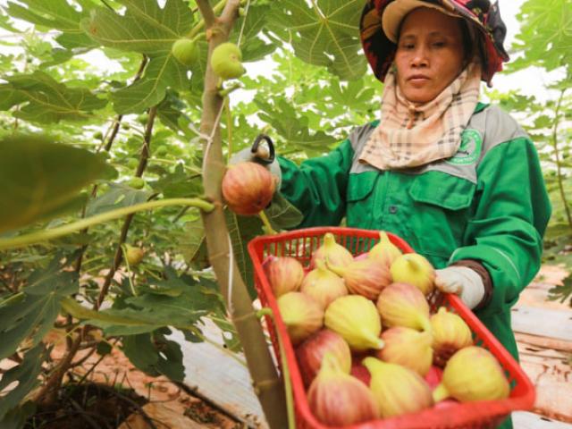 Tò mò những trái sung Mỹ cực đắt đỏ, giá hơn nửa triệu/kg