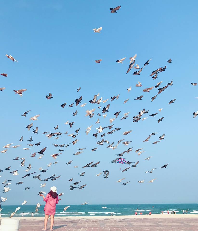 Bình yên bên bờ biển và ngắm bồ câu giữa lòng thành phố Đà Nẵng