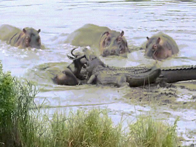 Hà mã bất ngờ giải cứu linh dương thoát khỏi cá sấu khổng lồ