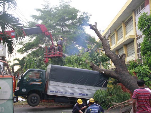 Xe tải bị cây cổ thụ ”nhấc đầu” trong cơn giông lốc ở SG