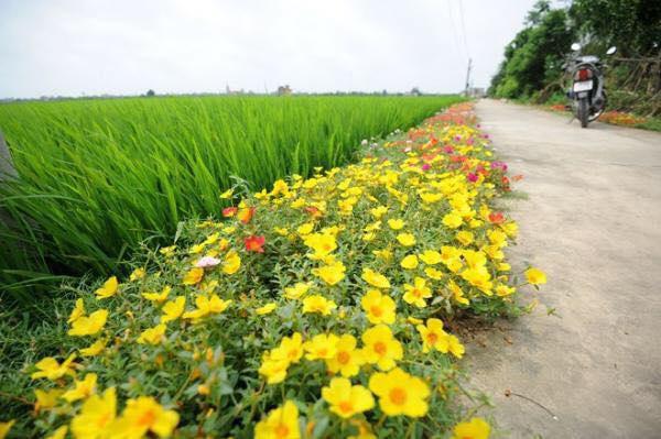 Hãy cùng ngắm nhìn hoa đường Nam Định với những khu vườn tuyệt đẹp, nơi các loài hoa đua nhau nở rực rỡ. Không chỉ là động lực cho sự phát triển kinh tế của địa phương, mà còn là niềm tự hào về mảnh đất Nam Định.
