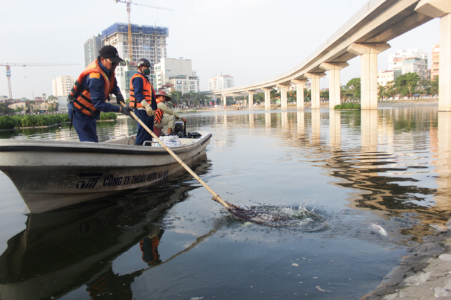 anh: vot hang bao tai ca chet, 