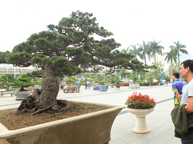 Cây thông đen da báo được mệnh danh ”vua bonsai” đã có mặt ở Thủ đô