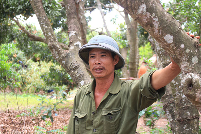 bac giang: can canh cay vai to 39 nam cho doanh thu khung hinh anh 15