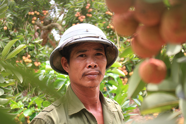 bac giang: can canh cay vai to 39 nam cho doanh thu khung hinh anh 2