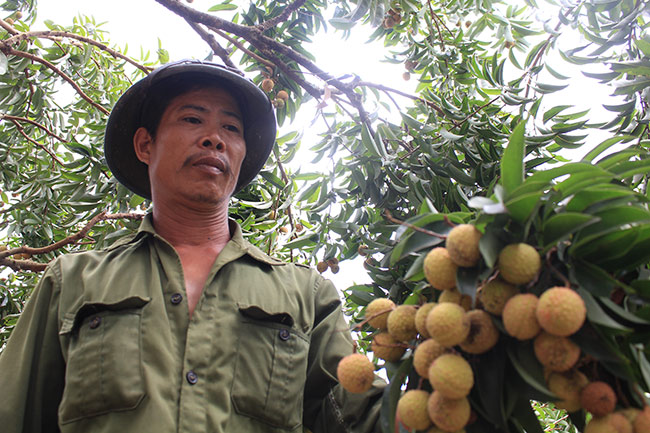 bac giang: can canh cay vai to 39 nam cho doanh thu khung hinh anh 5