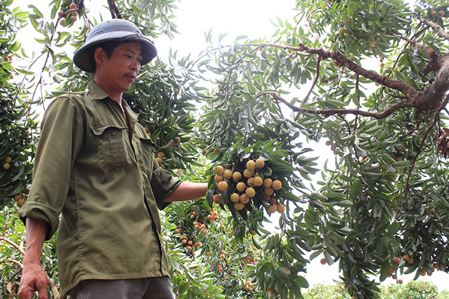 bac giang: can canh cay vai to 39 nam cho doanh thu khung hinh anh 6