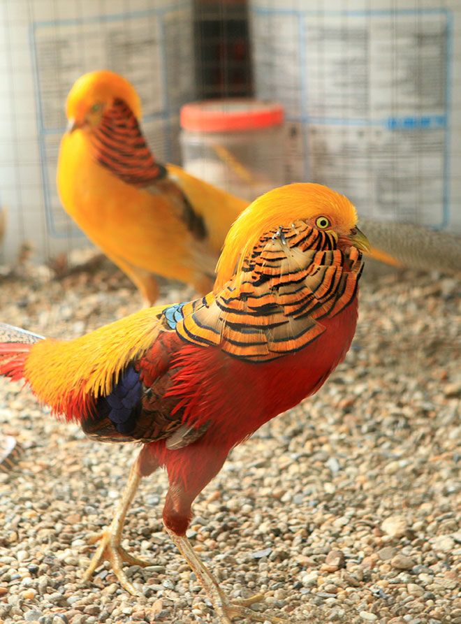 TẤT TẦN TẬT những điều HAY HO NHẤT về 5 giống chim trĩ tại Việt Nam hiện  nay!