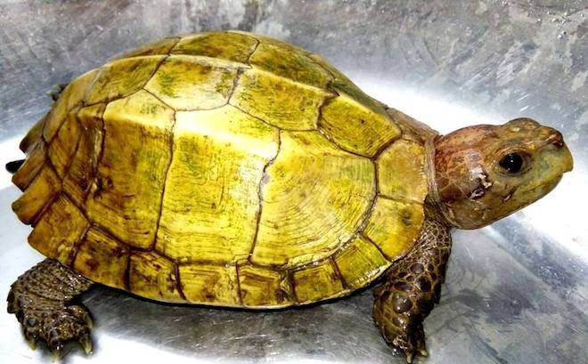 Bạn đã bao giờ thấy hình ảnh con rùa tuyệt đẹp này chưa? Với bộ giáp bóng loáng và bộ móng chắc chắn, nó sẽ khiến bạn phải ngắm nhìn hoài.