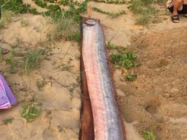Cá rồng biển ”khủng” liên tiếp dạt bờ biển Quảng Bình