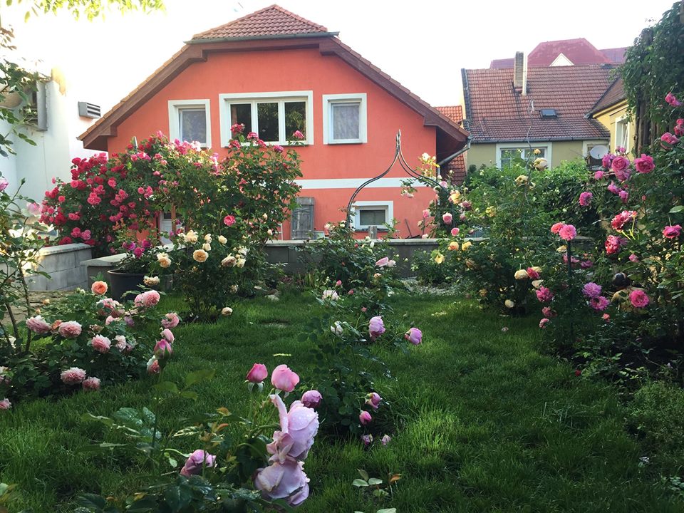 Khu vườn 250m2 rộn ràng hương sắc hoa hồng vạn người mơ ước của mẹ ...