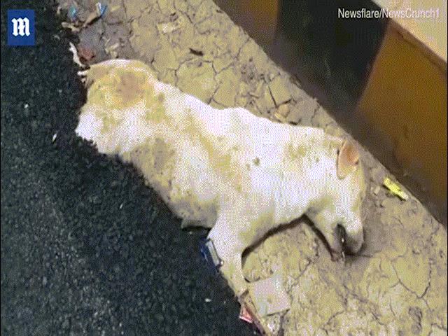 Chú chó mải ngủ chết thảm vì kẹt trong nhựa đường nóng ở Ấn Độ