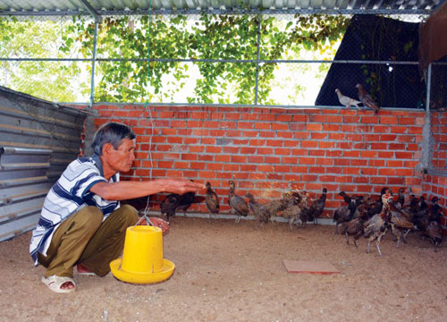 Khoa học kỹ thuật Kỹ thuật nuôi chim bồ câu nhốt chuồng