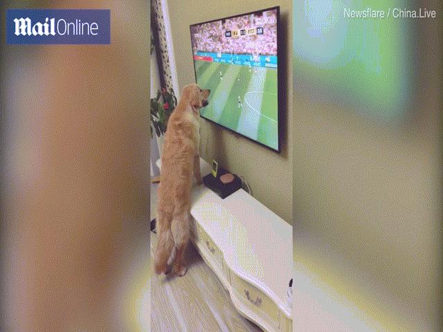 Video chó cắm mặt vào TV, xem World Cup chăm chú