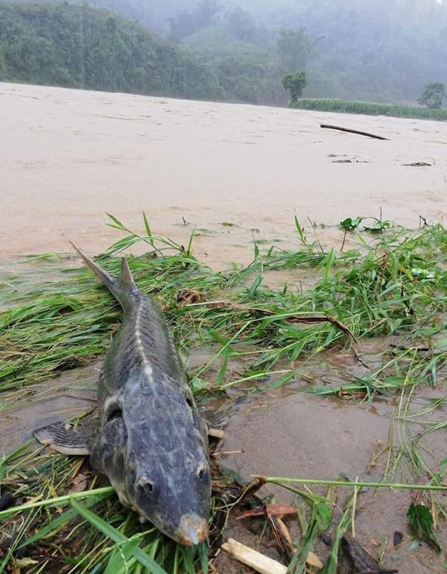 lu du cuon phang hon 140 tan ca tam thuong pham tai lai chau hinh anh 9