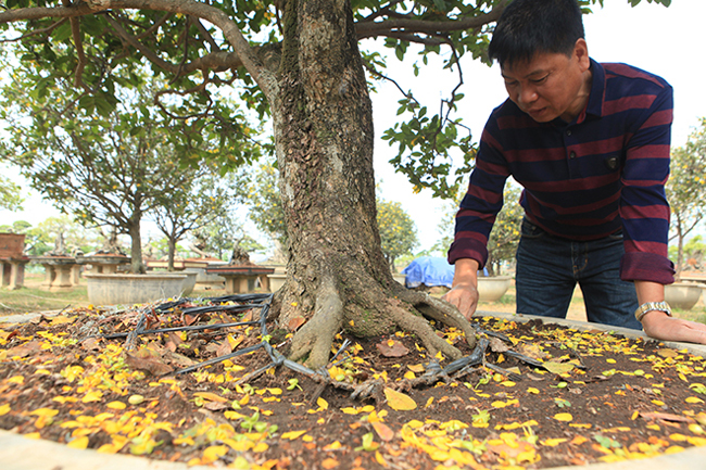 thuong lai trung quoc bi tu choi khi muon mua ca vuon mai tu quy 