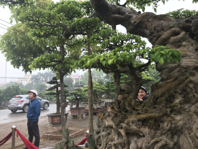 chiem nguong cay sanh hang tram tuoi co gia trieu do o hung yen hinh anh 11