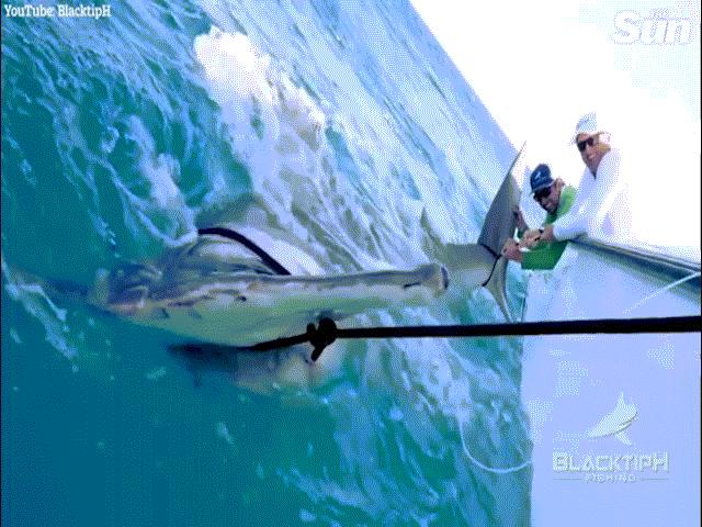 Cá mập đầu búa to kỷ lục cướp mồi của ngư dân Mỹ, kéo cả thuyền 10 tấn