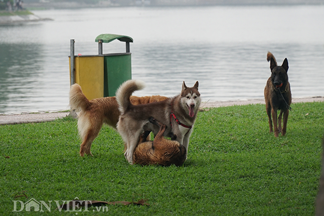 ha noi: cho tha rong, khong ro mom de doa nguoi dan noi cong cong hinh anh 2