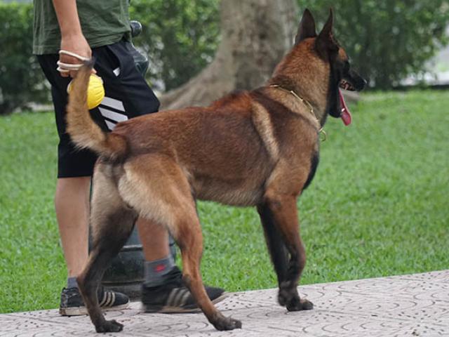 Hà Nội: Chó thả rông, không rọ mõm đe dọa người dân nơi công cộng
