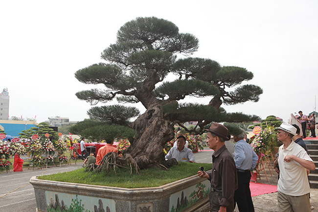 cay phi lao nhu 