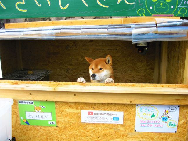 Kỳ lạ chủ quán khoai lang nướng ở Nhật Bản lại là…1 chú chó